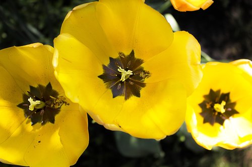flowers  tulip  yellow