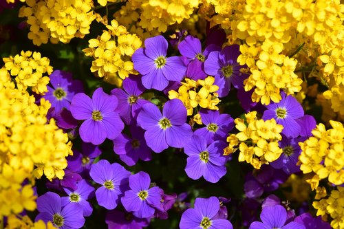 flowers  mats flower purple and yellow  flowers of massive