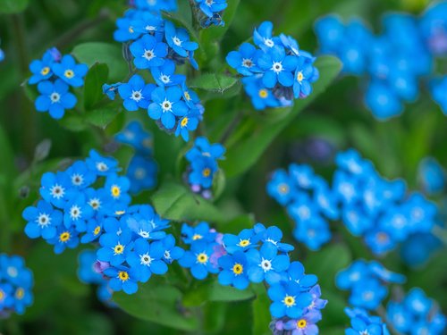 flowers  forget me not  bloom