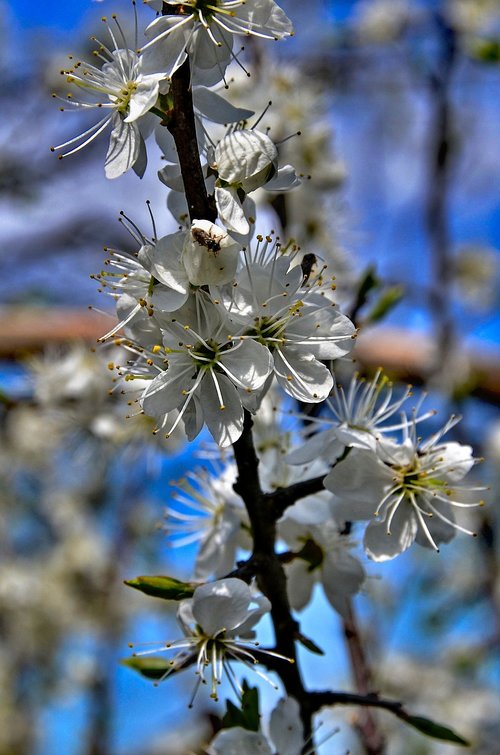 flowers  spring  branch
