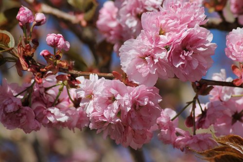 flowers  spring  pink