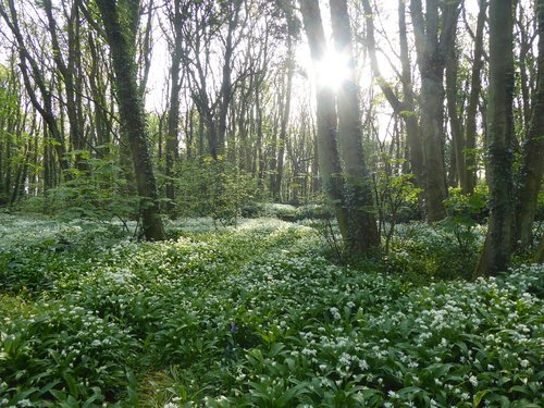 flowers  woods  spring