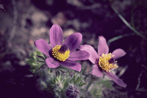 flowers  garden  nature