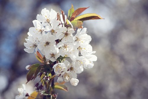 flowers  spring  white