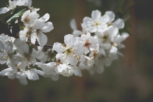 flowers  white  branch