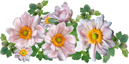 flowers  anemone  arrangement
