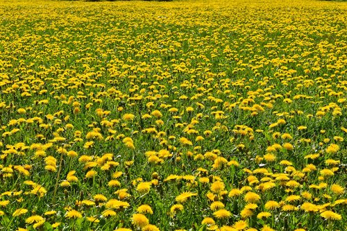 flowers  dandelion  nature