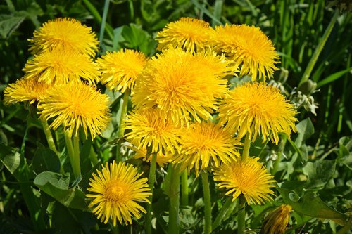 flowers  dandelion  nature