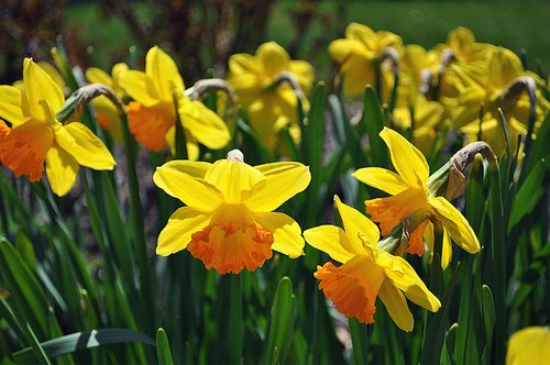 flowers  daffodils  spring
