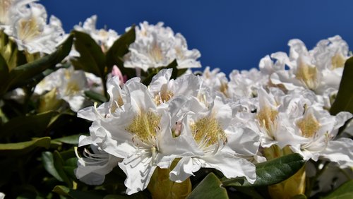 flowers  white  rhododenron