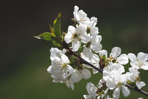 flowers  white  branch