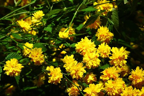 flowers  yellow  spring