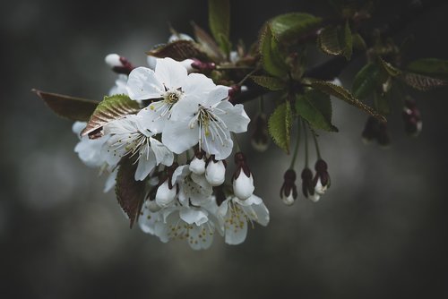 flowers  white  spring