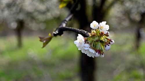 flowers  cherry  spring
