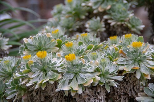 flowers  flora  nature