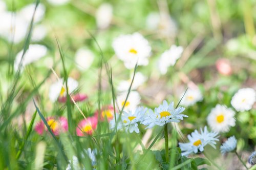 flowers  white  margaretki