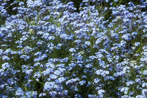 flowers  blue  flower