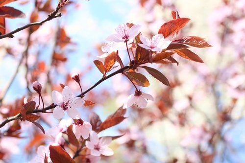 flowers  spring  flower