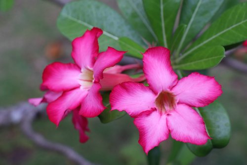 flowers  red  purple