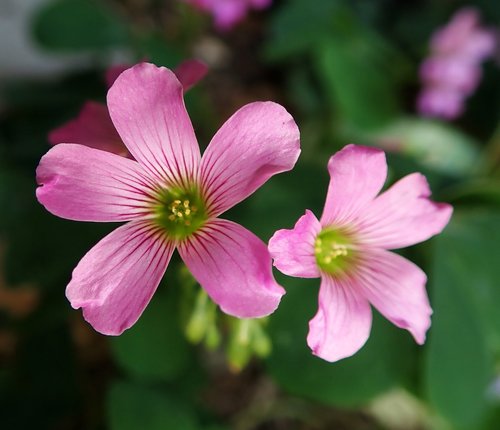 flowers  pink  shamrocks