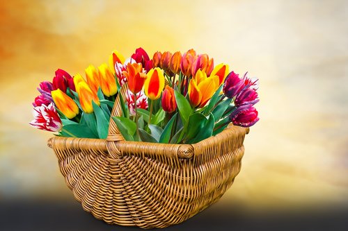 flowers  spring  tulips