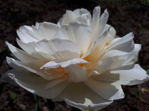 flowers  rose  white