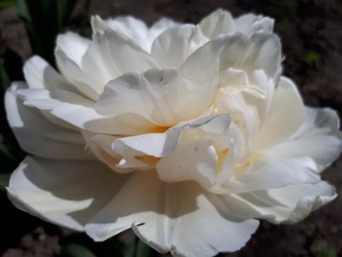 flowers  rose  white rose