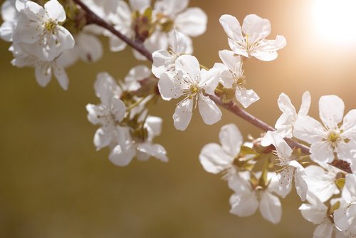 flowers  white  spring