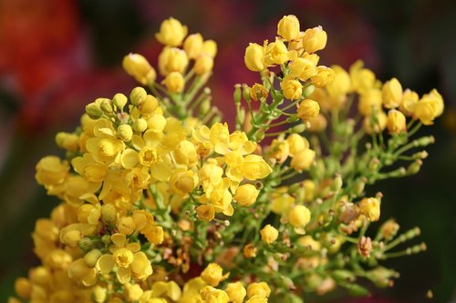 flowers  bud  mahogany