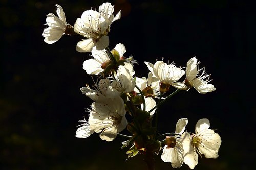 flowers  flowering  spring