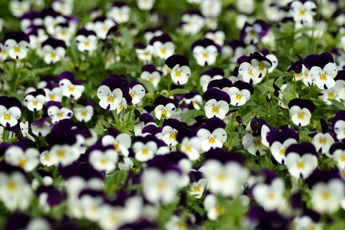 flowers  pansy  plant
