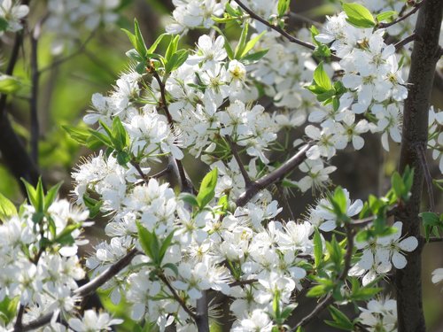 flowers  tree flowers  white flowers