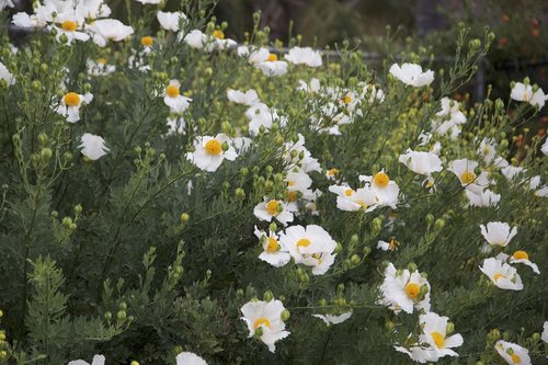 flowers  spring  nature