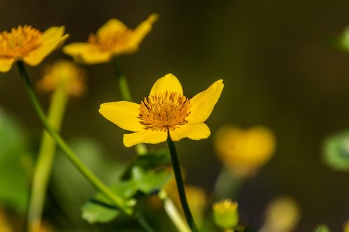 flowers  macro  yellow