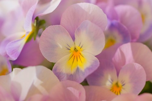 flowers  purple  nature