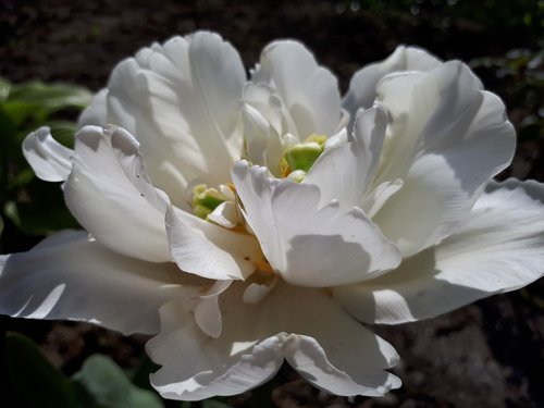 flowers  rose  white rose summer