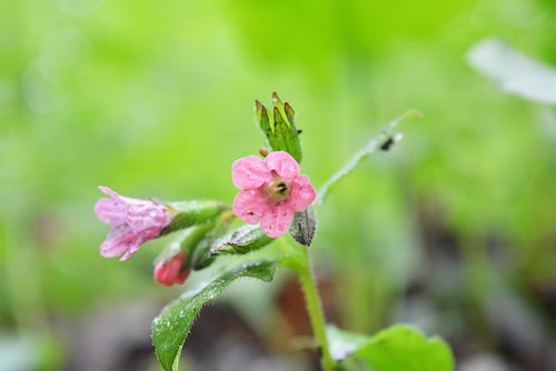 flowers  spring  nature