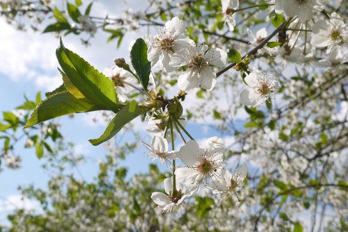 flowers  cherry  fruit