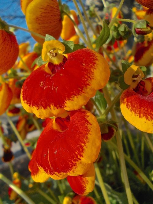 flowers yellow red