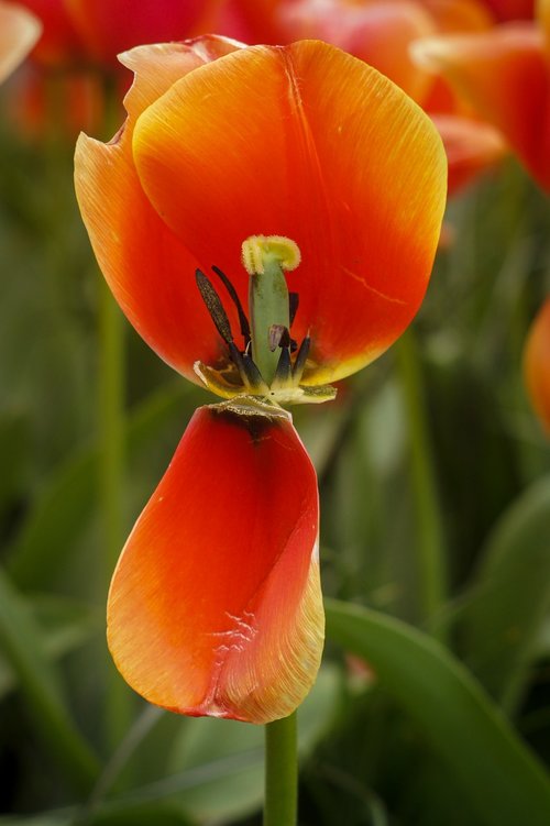 flowers  tulips  holland