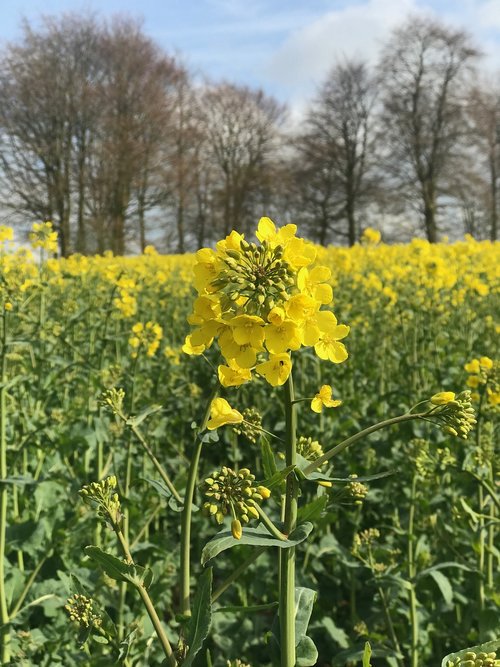 flowers  rapeseed  trees