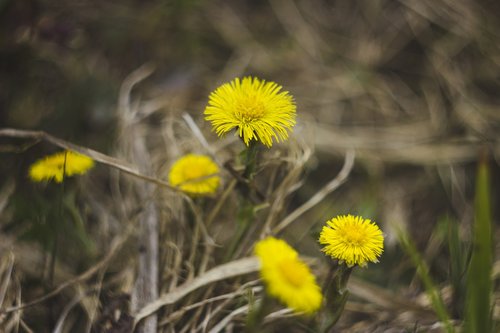 flowers  yellow  grass
