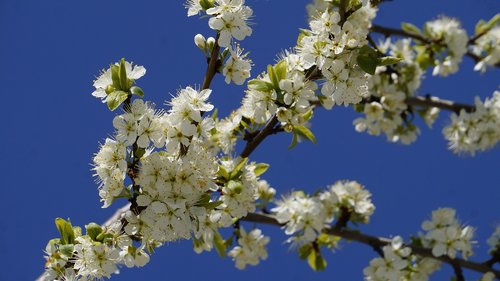 flowers  spring  nature