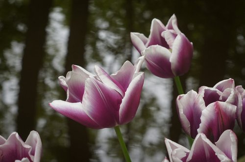 flowers  tulips  water