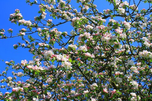 flowers  apple blossoms  tree