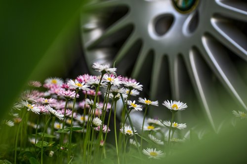 flowers  grass  car wheel