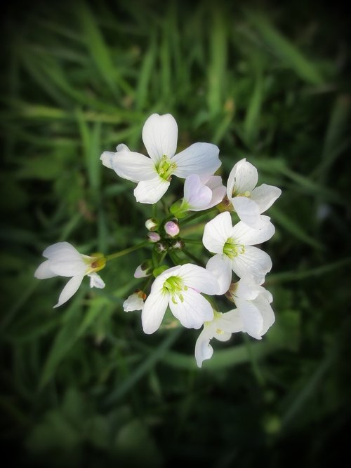 flowers  white  green