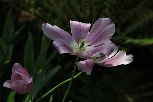 flowers  plants  nature