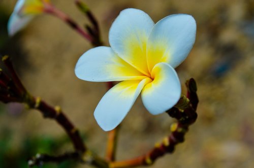 flowers  flower  bud