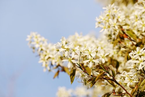 flowers  spring  tree